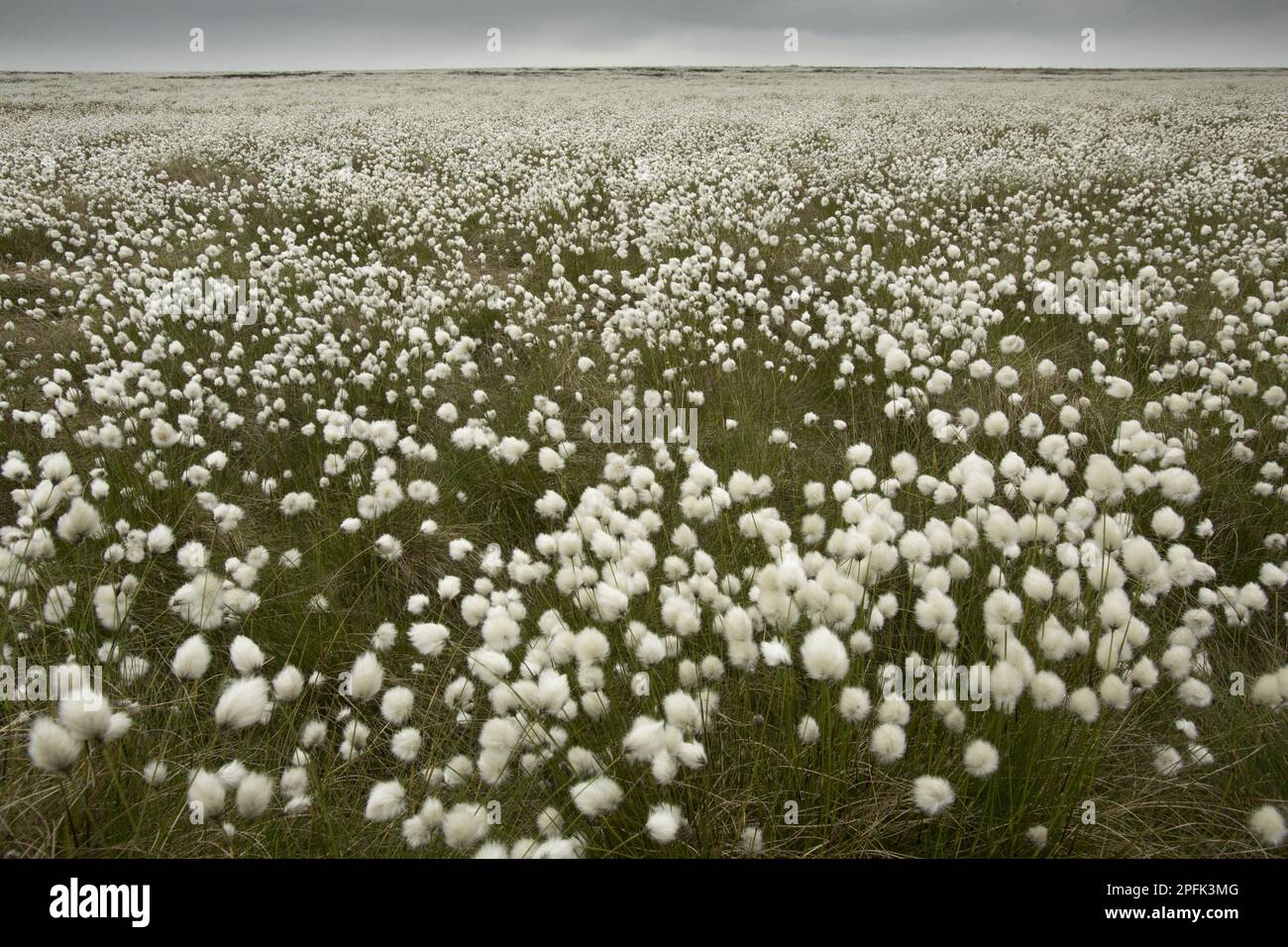 Harestail Cottongrass (Eriophorum vaginatum) flowering mass, growing on moorland habitat, Peak