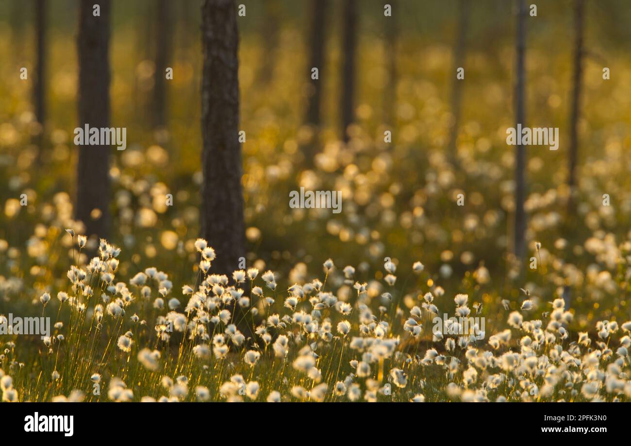 Cottongrass (Eriophorum sp.) flowering, growing in boreal forest