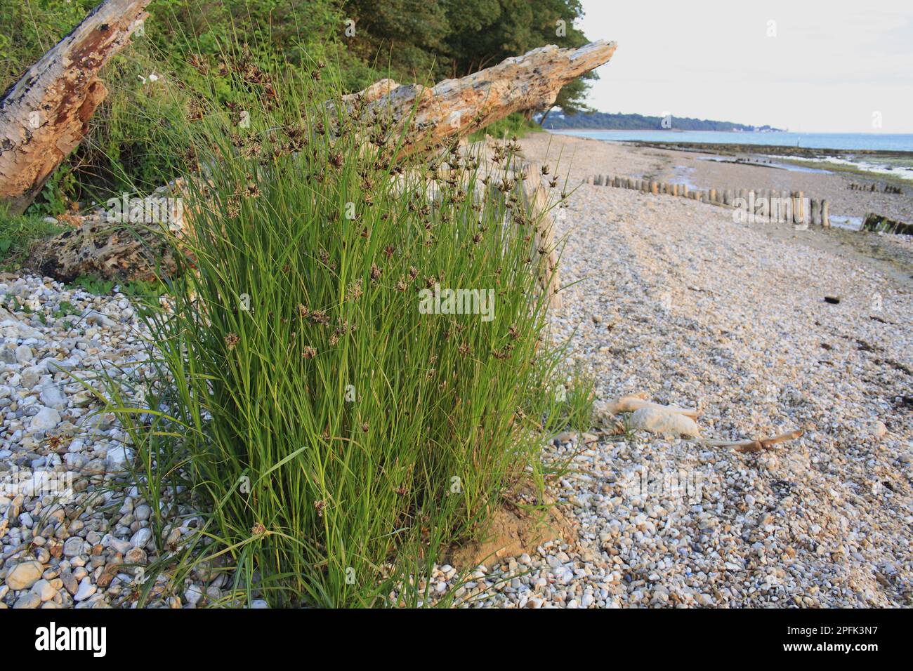 Scirpus maritimus, sea clubrush (Bolboschoenus maritimus), beach rush, sedge, Sea Club-rush flowering, growing on pebbles at edge of beach at dawn Stock Photo