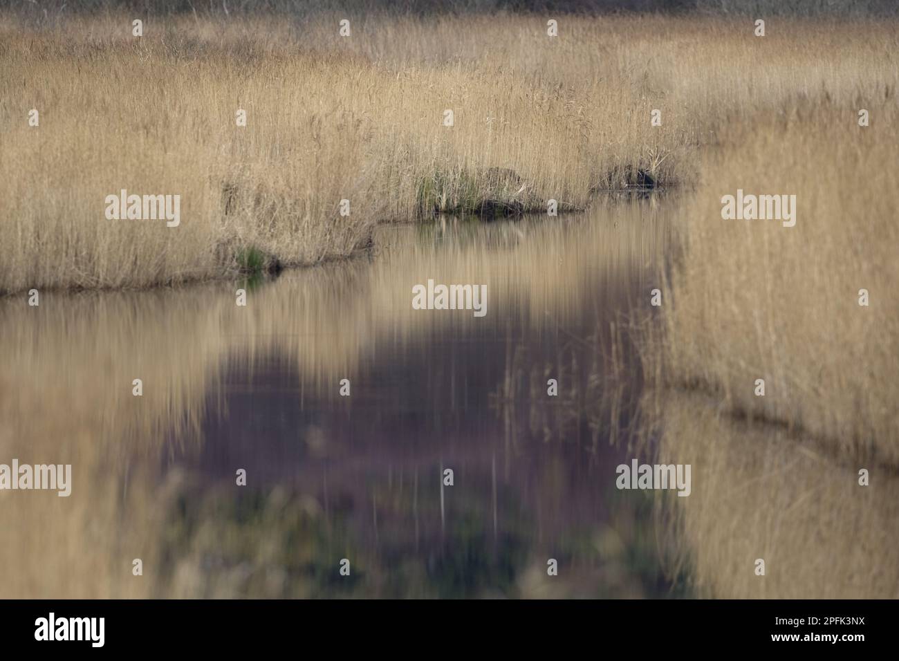 Common common reed (Phragmites australis) open water reed habitat, Minsmere RSPB Reserve, Suffolk, England, United Kingdom Stock Photo