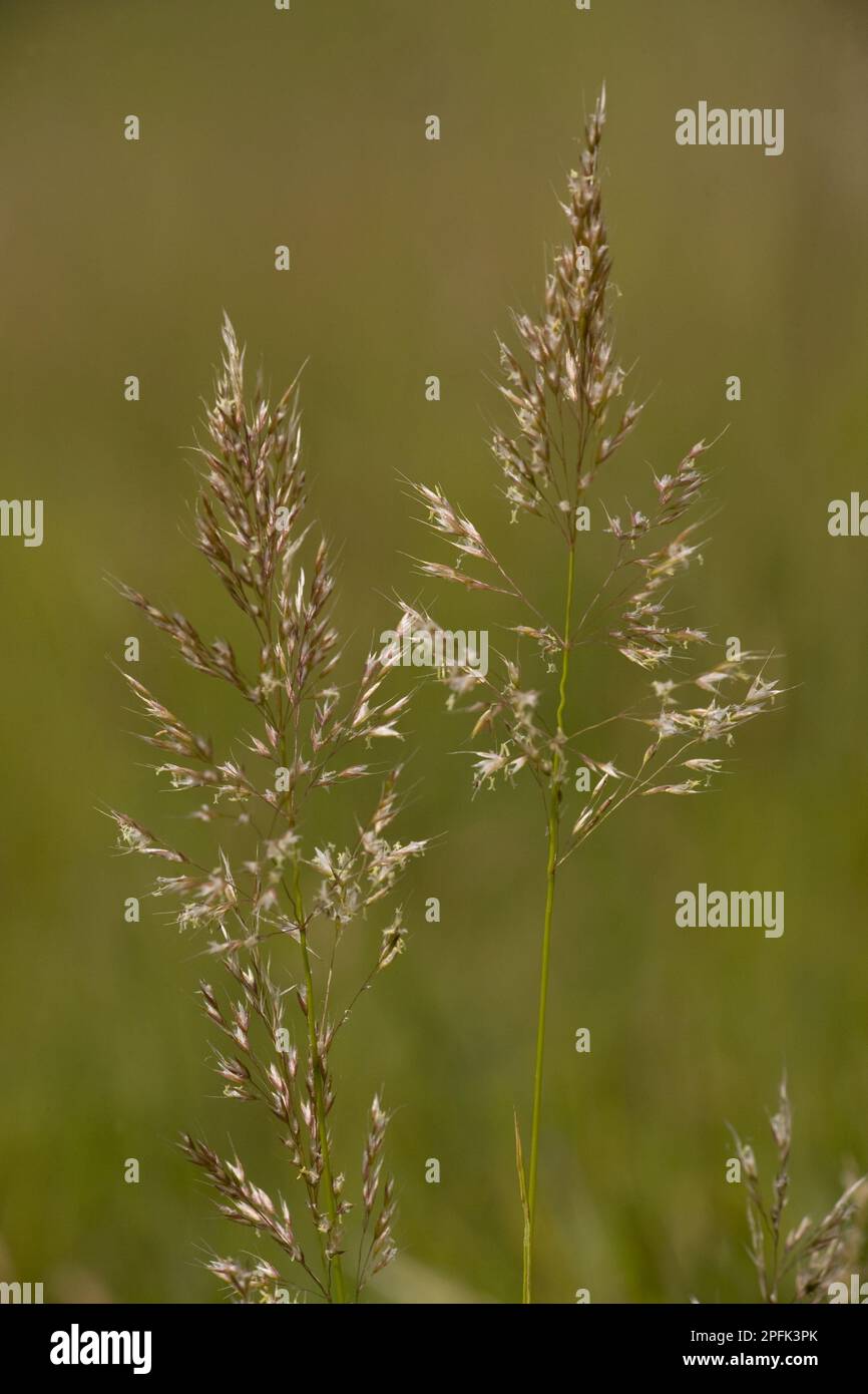 Meadow golden oat, Golden oat, Sweet grasses, Yellow Oat-grass (Trisetum flavescens) flowering, Romania Stock Photo