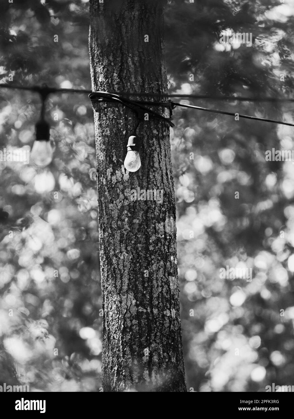 Outside Light Bulb In Front of a Tree in the Woods with Green Background in Black and White Stock Photo