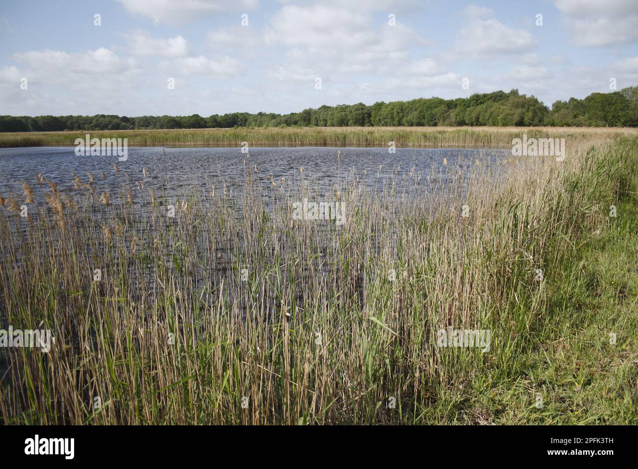 Common reed (Phragmites australis), reedbed habitat at the edge of the scrape, in river valley fen, Redgrave and Lopham Fen N. N. R. Waveney Valley Stock Photo
