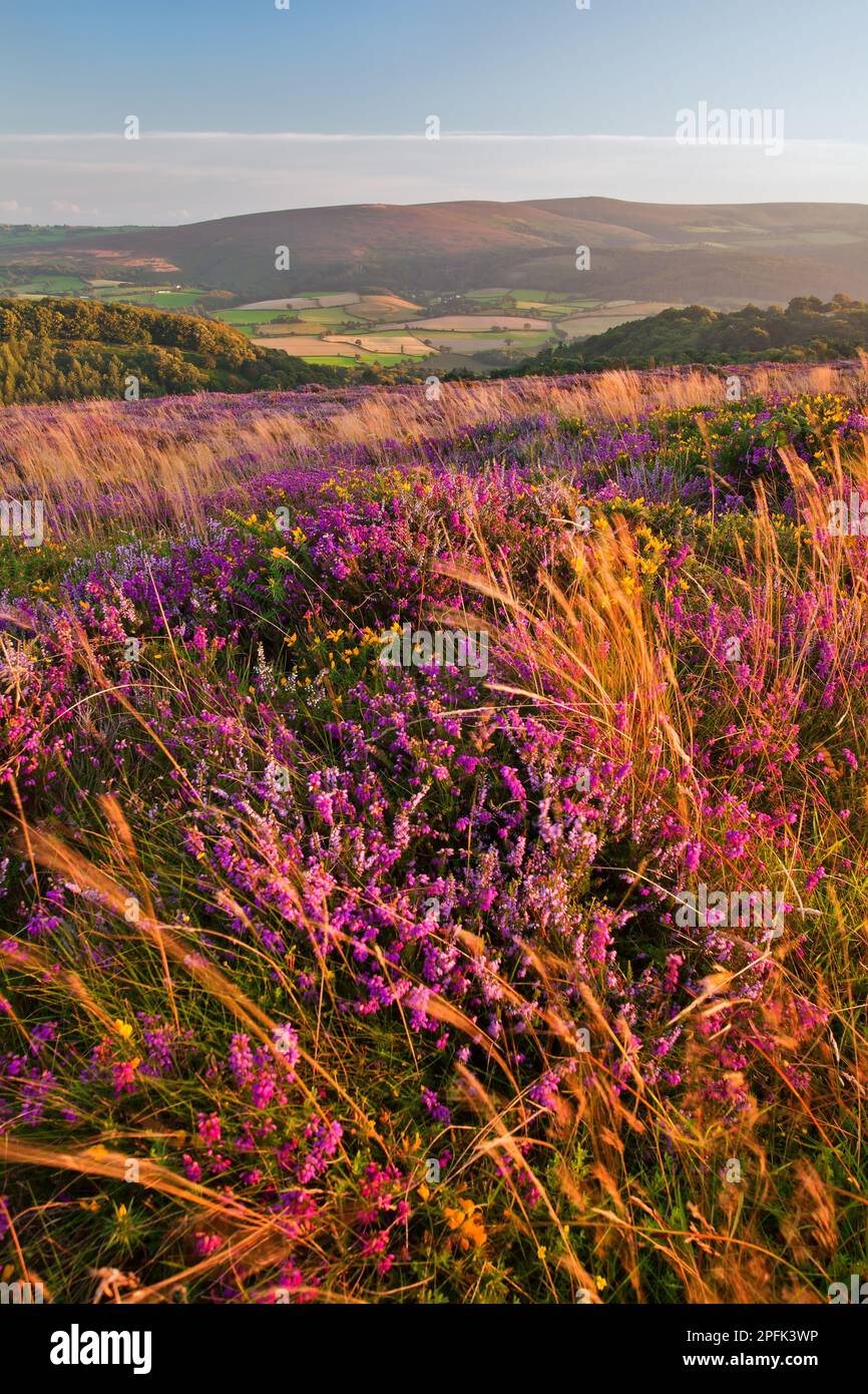 Flowering bell heather (Erica cinerea) and common heather (Calluna vulgaris) growing on moorland sites, with extensive views over Luccombe and to Stock Photo