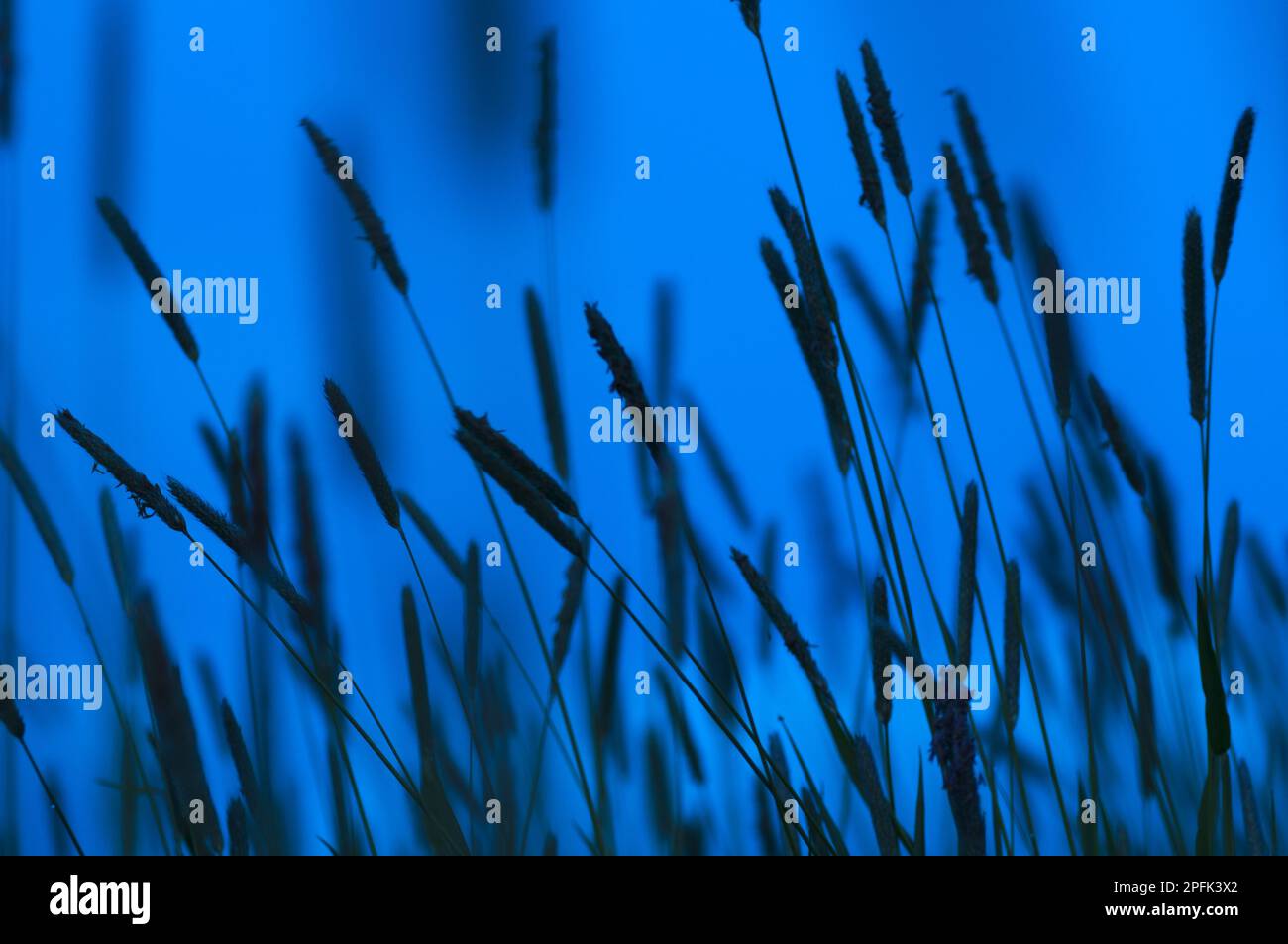 Timothy timothy-grass (Phleum pratense) Flower needles, silhouette in twilight, Kent, England, United Kingdom Stock Photo