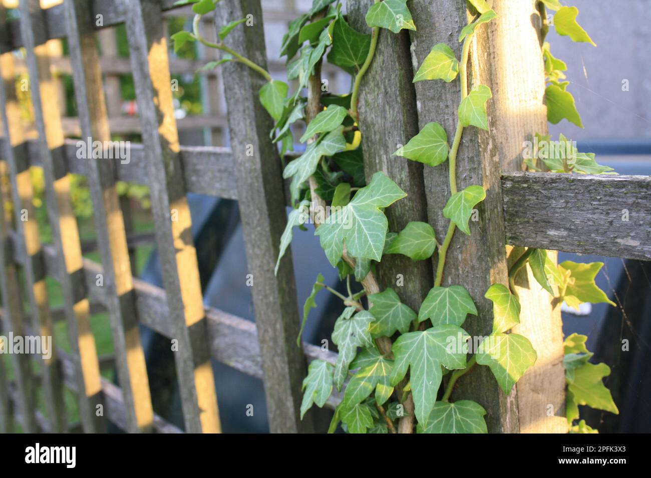 Ivy leaves (Hedera helix) growing on a garden trellis to screen the oil tank, Suffolk, England, United Kingdom Stock Photo