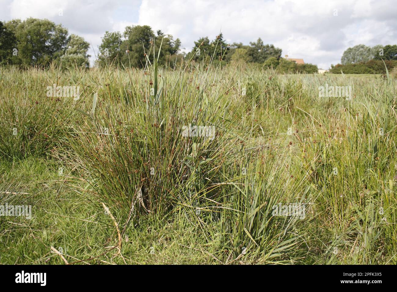 Rushes, rushes (Cladium mariscus), cutting reed, cutting rush, sedges