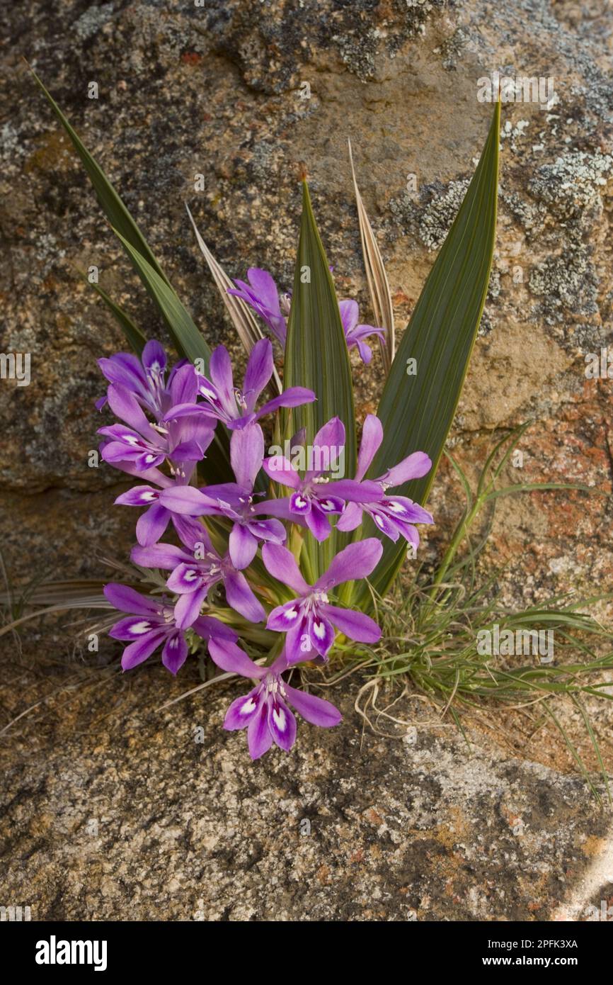 Irises, Perdevinijie (Babiana curviscapa) flowering, Namaqua Desert, Namaqualand, South Africa Stock Photo
