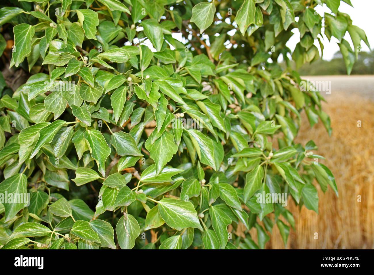 Common ivy (Hedera helix) mature leaves, growing on tree on edge of field, Suffolk, England, United Kingdom Stock Photo