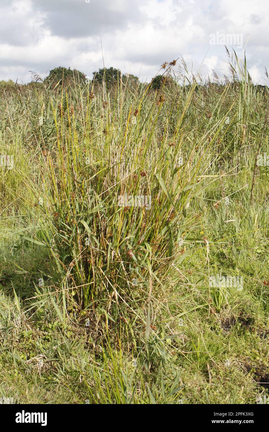 Rushes, rushes (Cladium mariscus), cutting reed, cutting rush, sedges, Great Fen Sedge in river valley fen habitat, Redgrave and Lopham Fen, Waveney Stock Photo