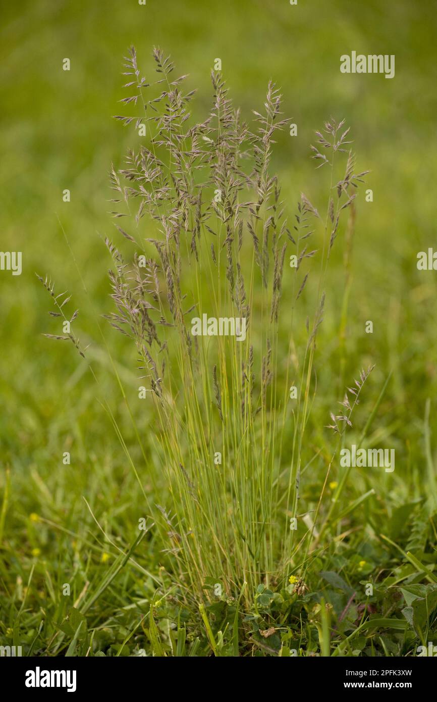 Common red fescue (Festuca rubra), Sweet grasses, Red Fescue