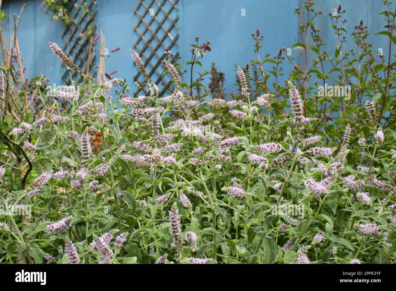 Spearmint, Spearmint flowering, growing in garden, Suffolk, England, United Kingdom Stock Photo