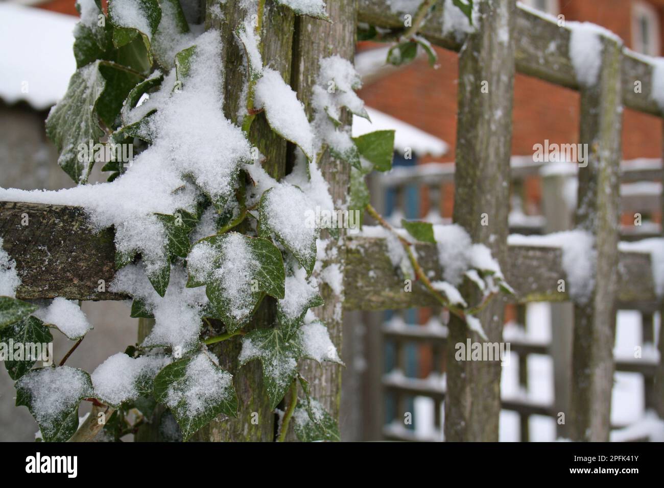 Common ivy (Hedera helix) snowy leaves growing on a garden trellis, Suffolk, England, United Kingdom Stock Photo