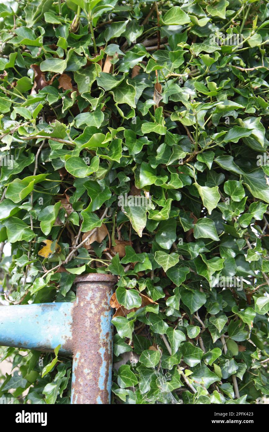 Common ivy (Hedera helix) mature leaves growing on the gatepost of a farm, Suffolk, England, United Kingdom Stock Photo