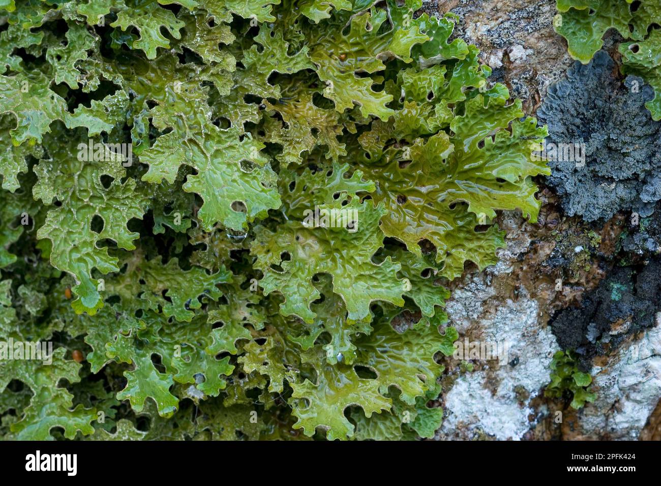 Lungwort (pulmonaria), Lungwort, Lung moss, Lichens, Tree Lungwort (Lobaria pulmonaria) growing on rock, Craig Plockton, Ross-Shire, Scotland, United Stock Photo