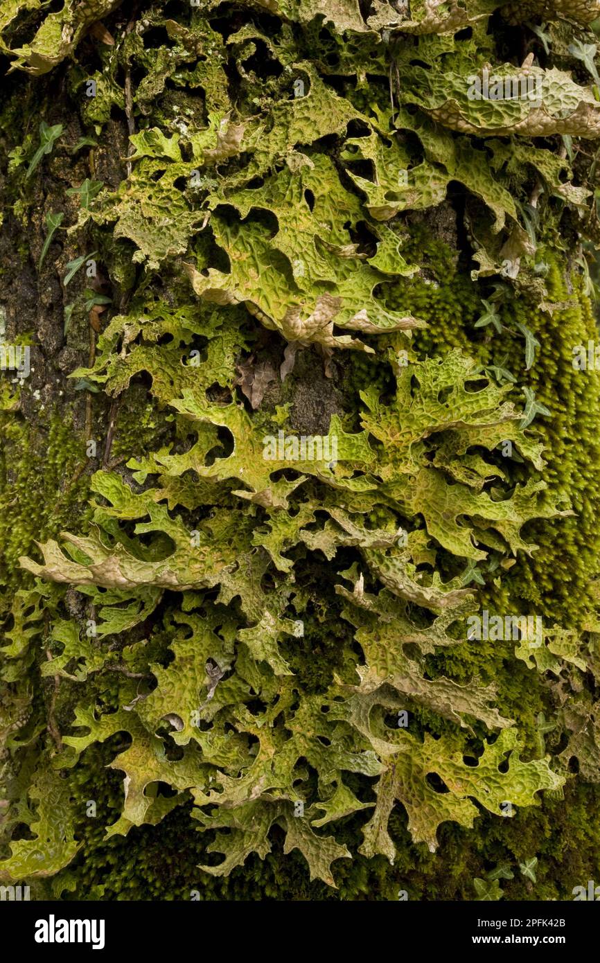 Tree lungwort (Lobaria pulmonaria) pest-sensitive tree lungwort, growing on tree trunk, Gargano peninsula, Apulia, Italy Stock Photo