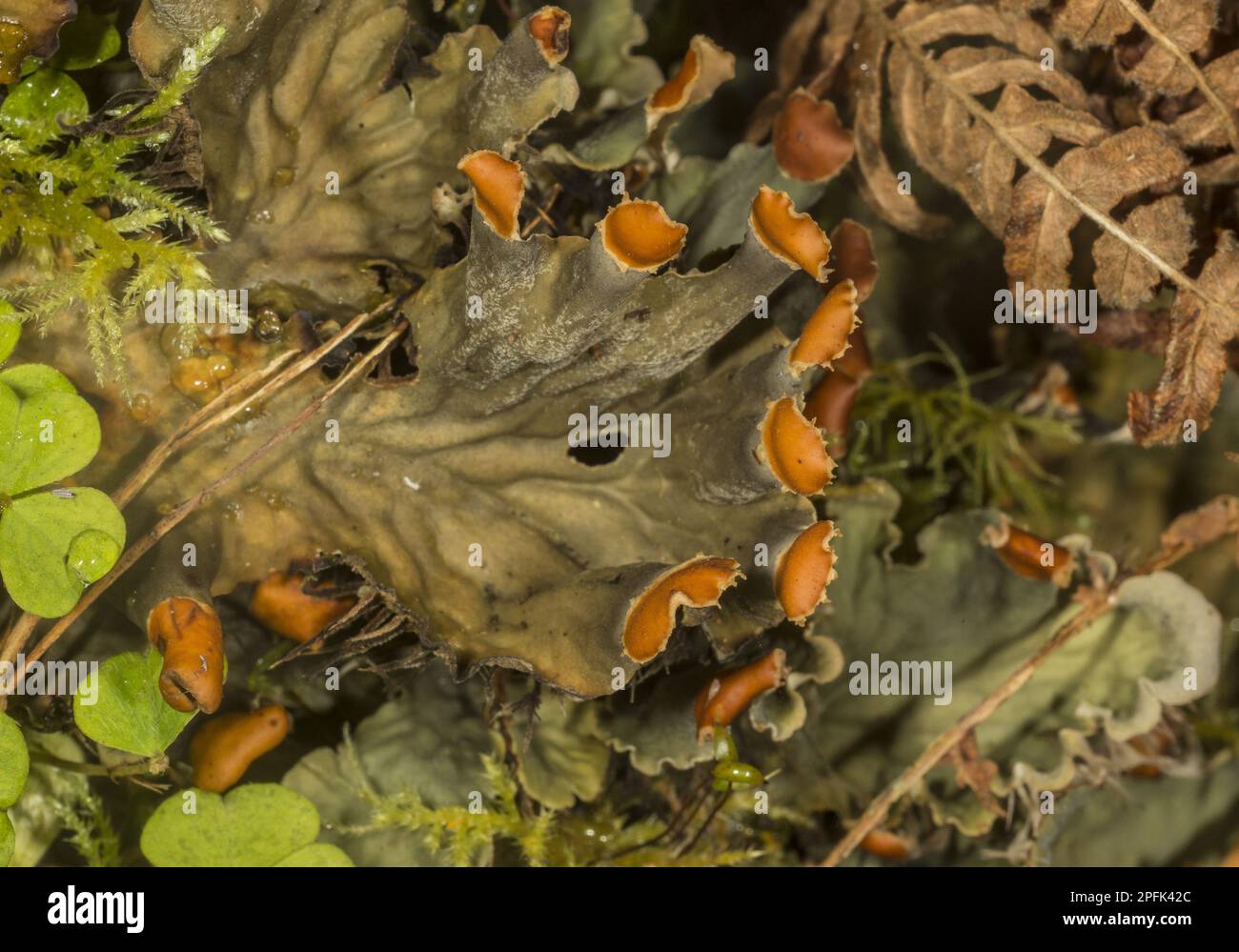 Flat-fruited furry lichen (Peltigera horizontalis), fertile fronds, growing in damp valley, Exmoor N. P. Somerset, England, United Kingdom Stock Photo