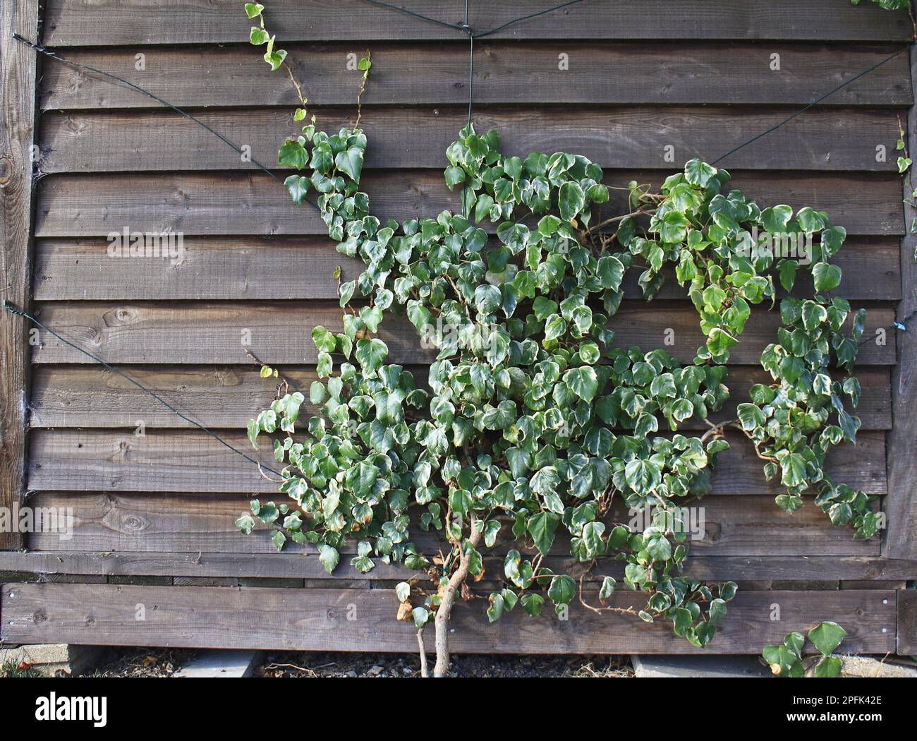 Common ivy (Hedera Helix) with variegated leaves, trained on wire supports in the garden shed, Bacton, Suffolk, England, United Kingdom Stock Photo