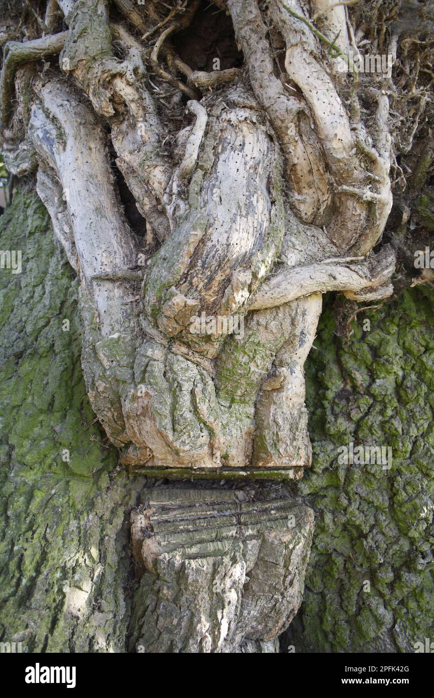 Ivy (Hedera helix) killed, close-up of cut stem climbing tree trunk, Thornham Magna, Suffolk, England, United Kingdom Stock Photo