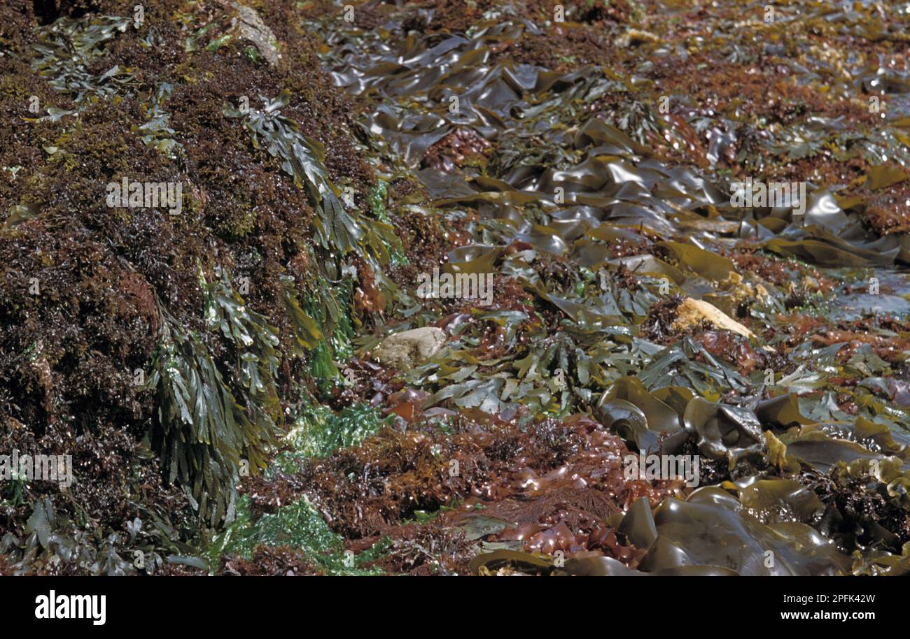 Seaweed Chondrius crispus, Fucus sea lettuce (Ulva lactuca), Rhodymenia palmata, Laminaria digitata, Devonian Stock Photo