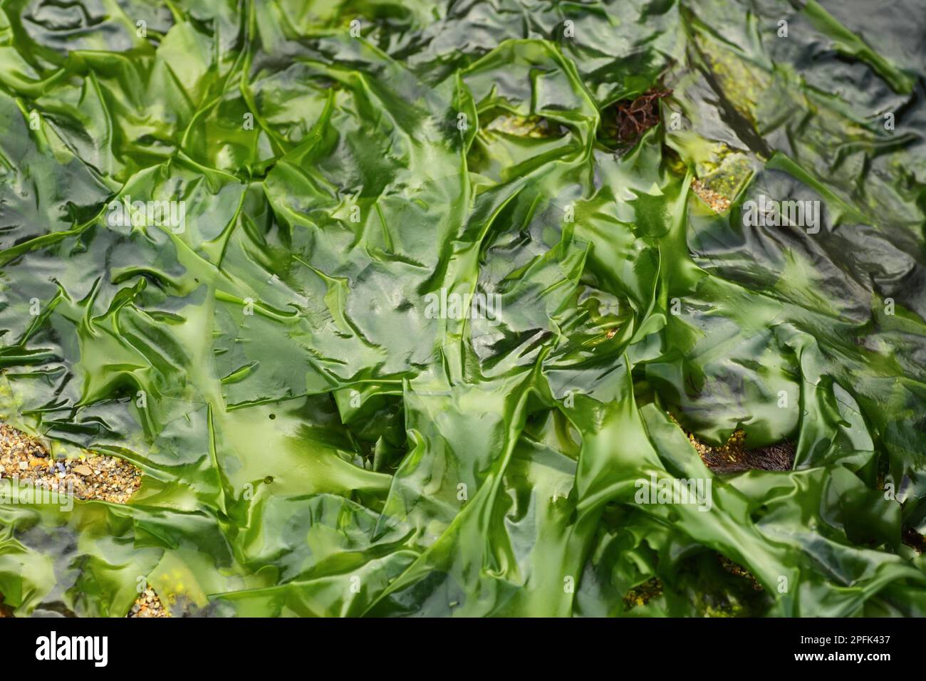 Sea Lettuce (Ulva lactuca), sea lettuce, Green Algae, Green Algae, Seaweed, Sea Lettuce exposed at low tide, Swanage, Dorset, England, United Kingdom Stock Photo