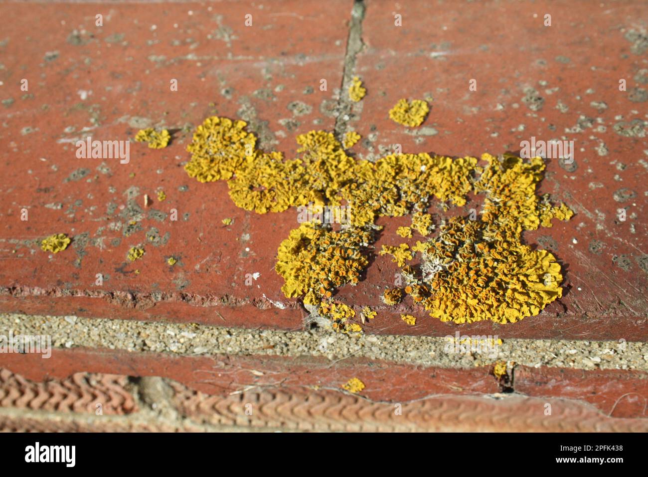 Common orange lichen (Xanthoria parietina), yellow lichen, lichen, Common orange lichen growing on house windowsill, Suffolk, England, United Kingdom Stock Photo
