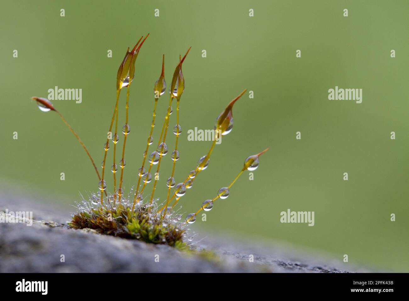 Wall wall screw-moss (Tortula muralis) spore capsules with raindrops growing on concrete walls, Powys, Wales, United Kingdom Stock Photo