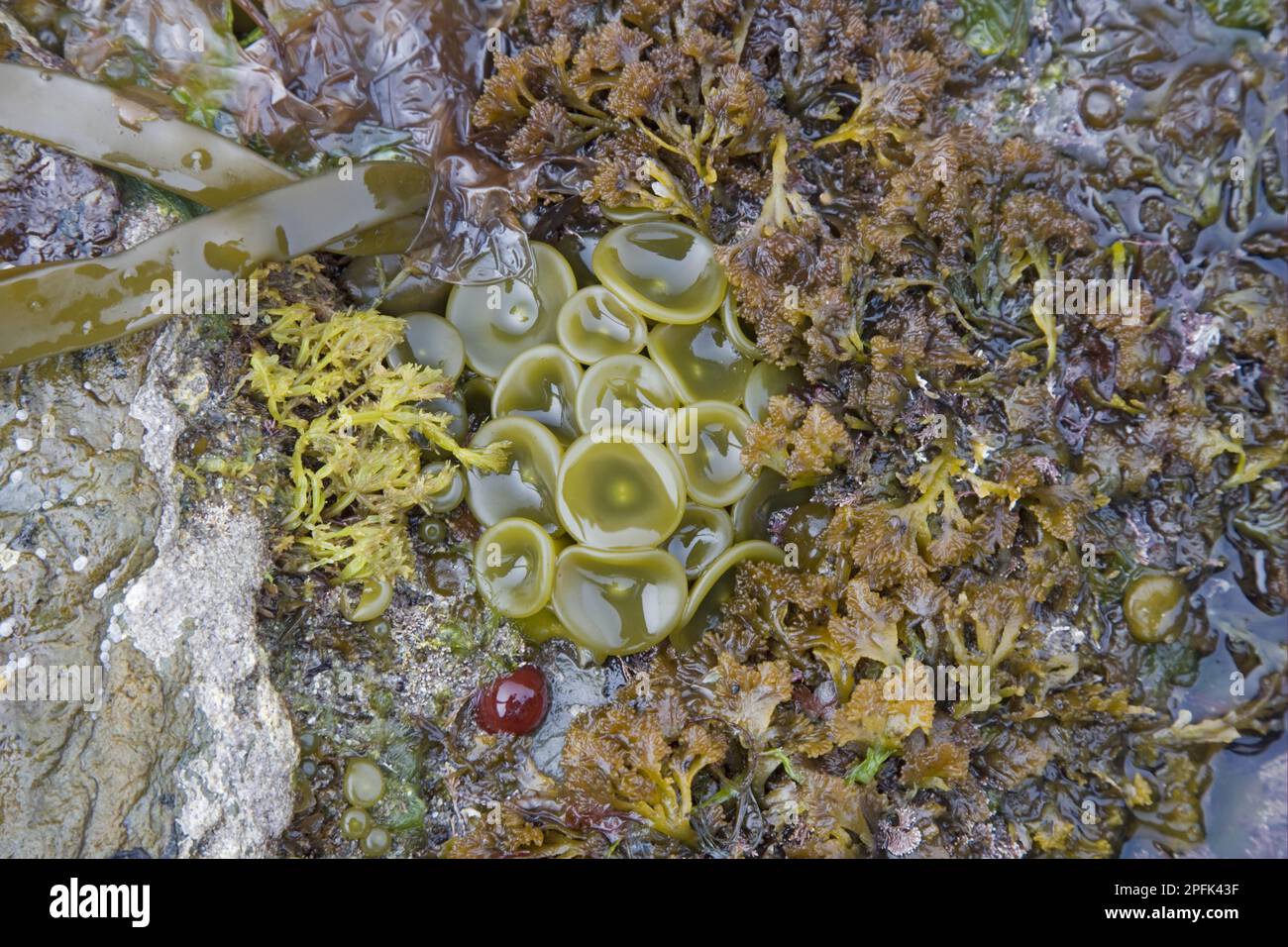 Thongweed (Himanthalia elongata) -button growth at base of clinging, exposed on rocky shore at low tide, Brough Head, mainland, Orkney, Scotland Stock Photo