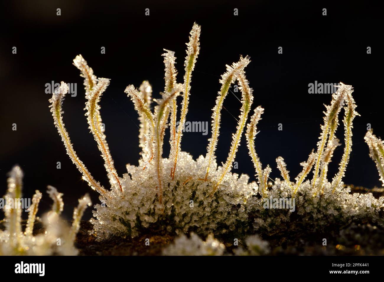 Wall wall screw-moss (Tortula muralis) frost-covered spore capsules growing on a concrete wall, Powys, Wales, United Kingdom Stock Photo