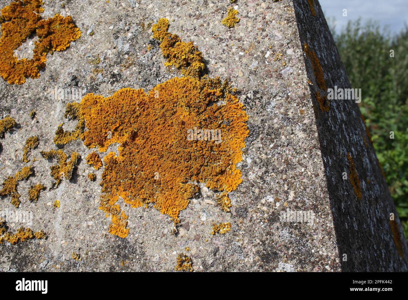 Common orange lichen (Xanthoria parietina), yellow lichen, lichens, Common orange lichen growing on concrete bridge, Suffolk, England, United Kingdom Stock Photo