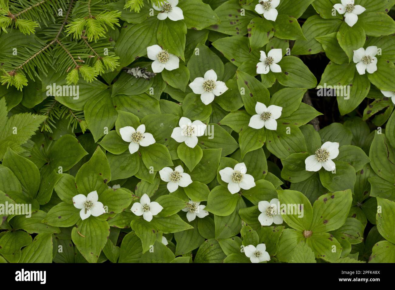 Canadian Bunchberry (Cornus canadensis) flowering, growing in coniferous woodland, Newfoundland, Canada, North America Stock Photo