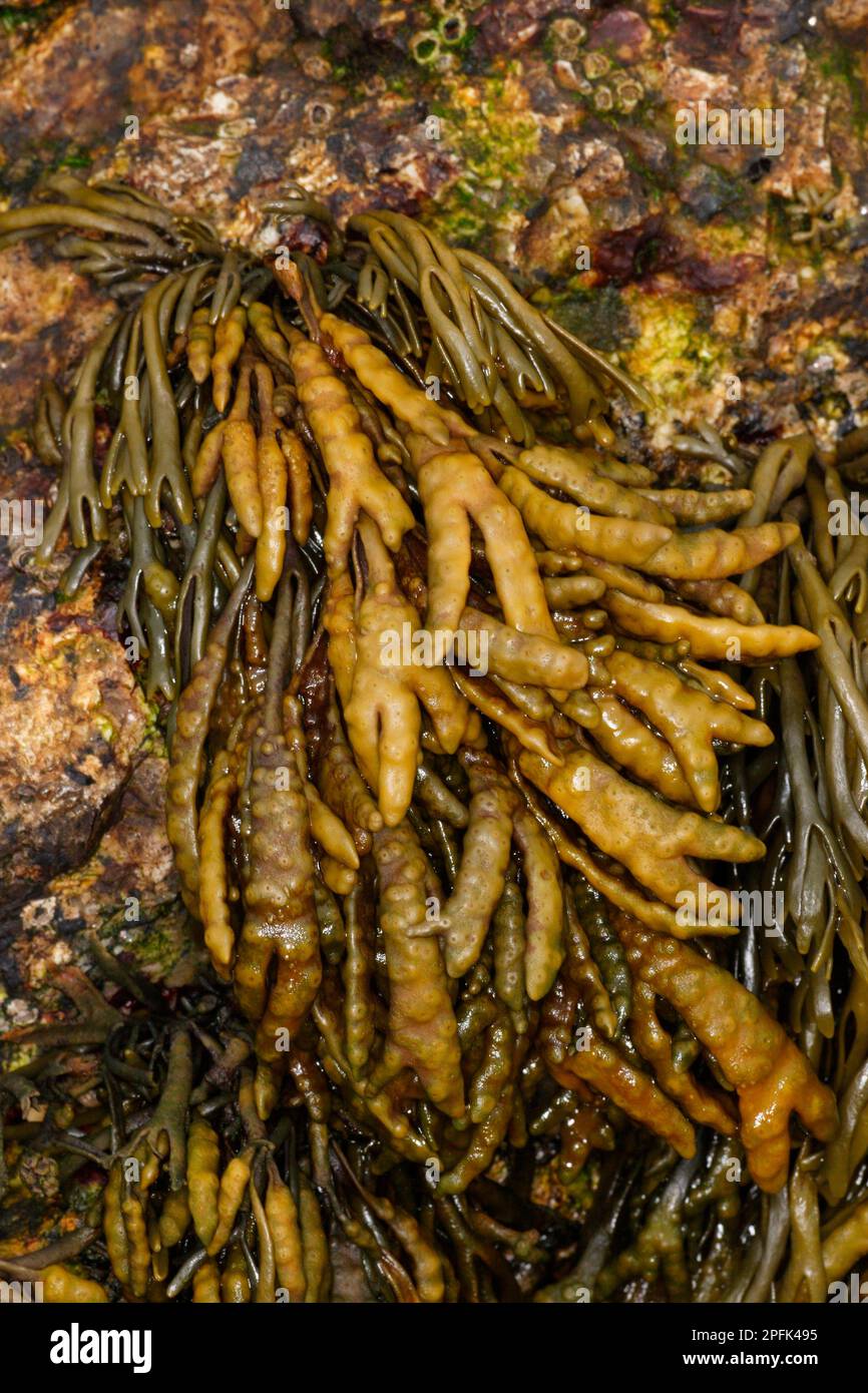 Channelled wrack (Pelvetia canaliculata), frond, on the upper shore, Kimmeridge Bay, Dorset, England, Great Britain Stock Photo