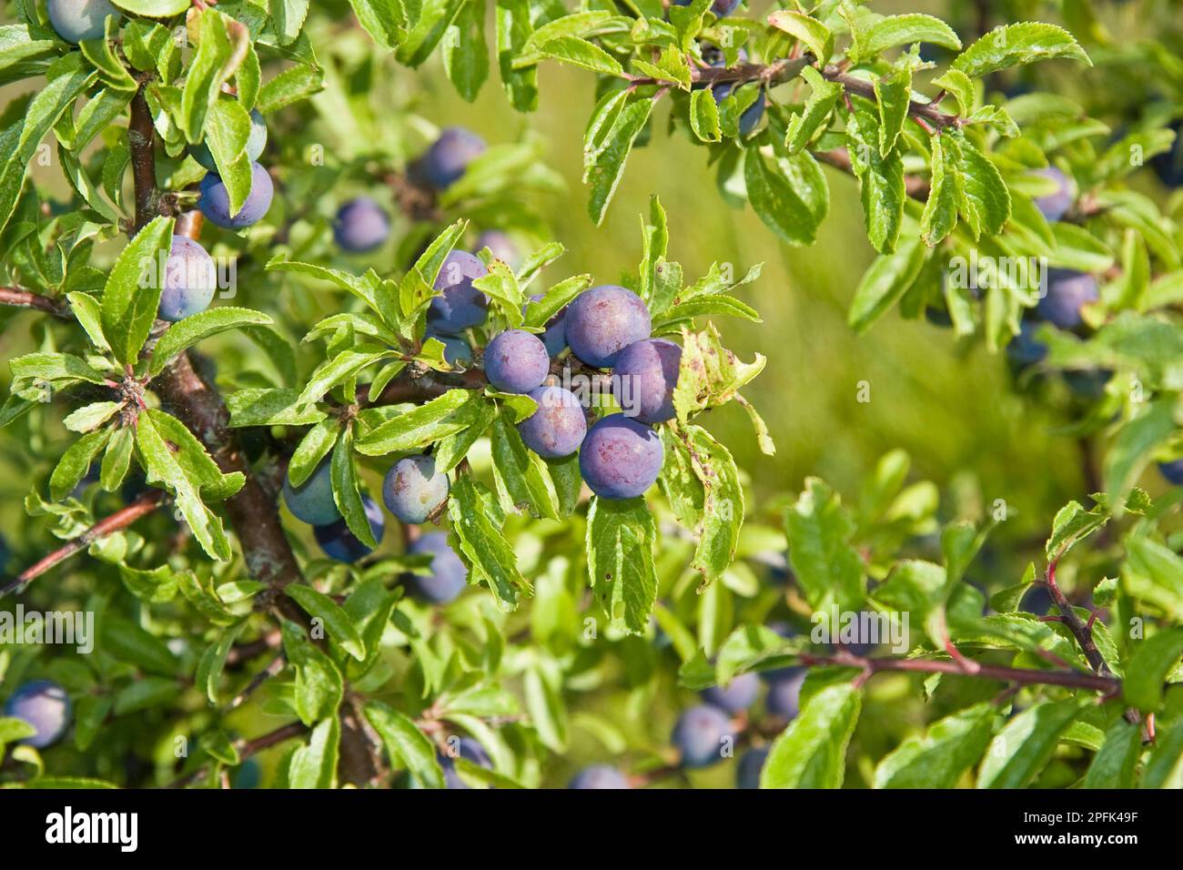 Blackthorn (Prunus spinosa) close-up of fruit and leaves, Dorset, England, United Kingdom Stock Photo
