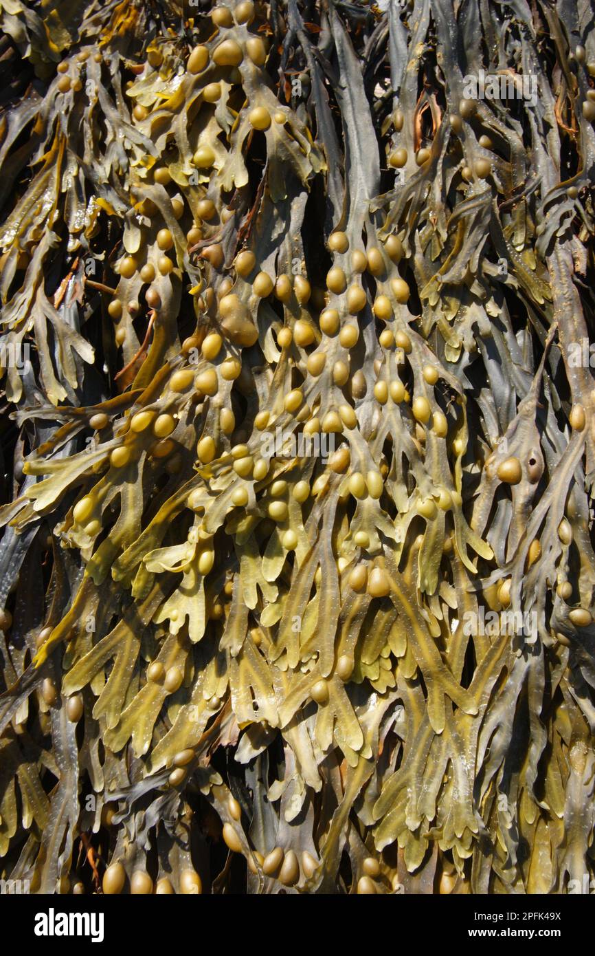 Bladder wrack (Fucus vesiculosus), fronds growing on exposed shores at low tide, Devonian, England, United Kingdom Stock Photo