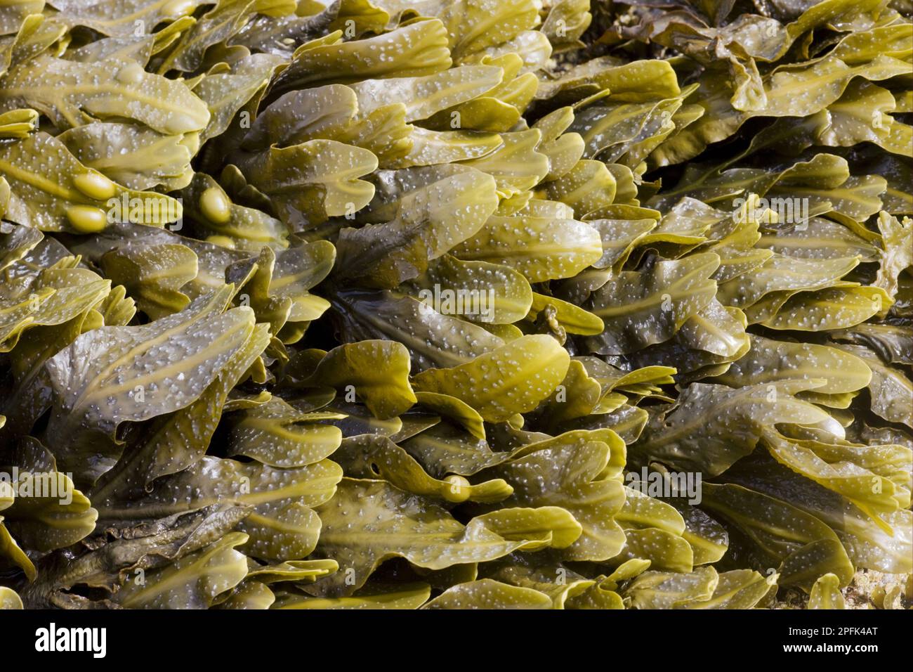 Bladder wrack (Fucus vesiculosus) fronds, exposed on rocky shores at low tide, Brough Head, mainland, Orkney, Scotland, United Kingdom Stock Photo