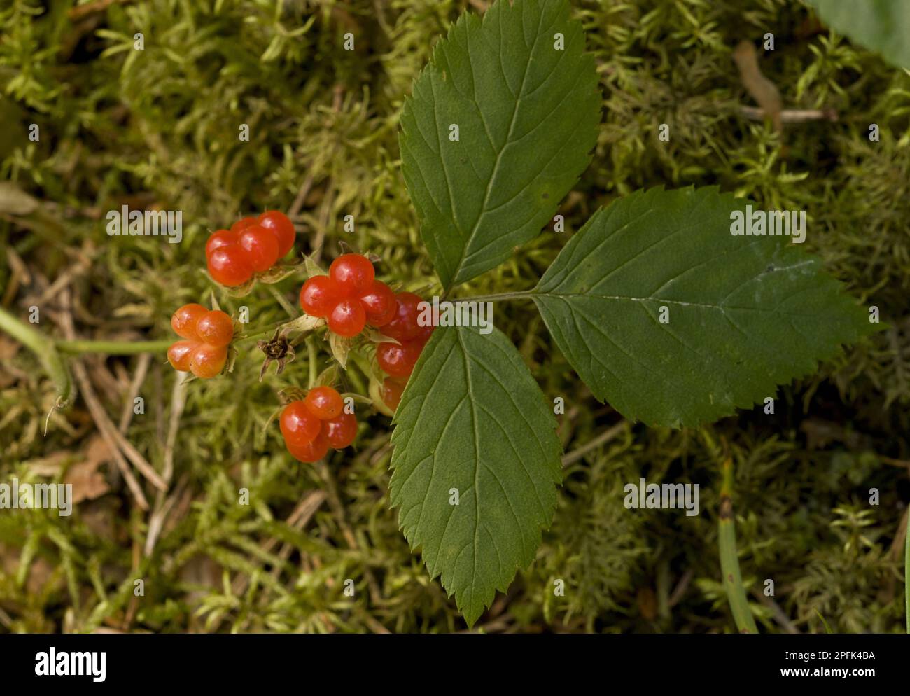 Stone Bramble (Rubus saxatilis) close-up of leaves and fruit, Bavaria, Germany, Europe Stock Photo