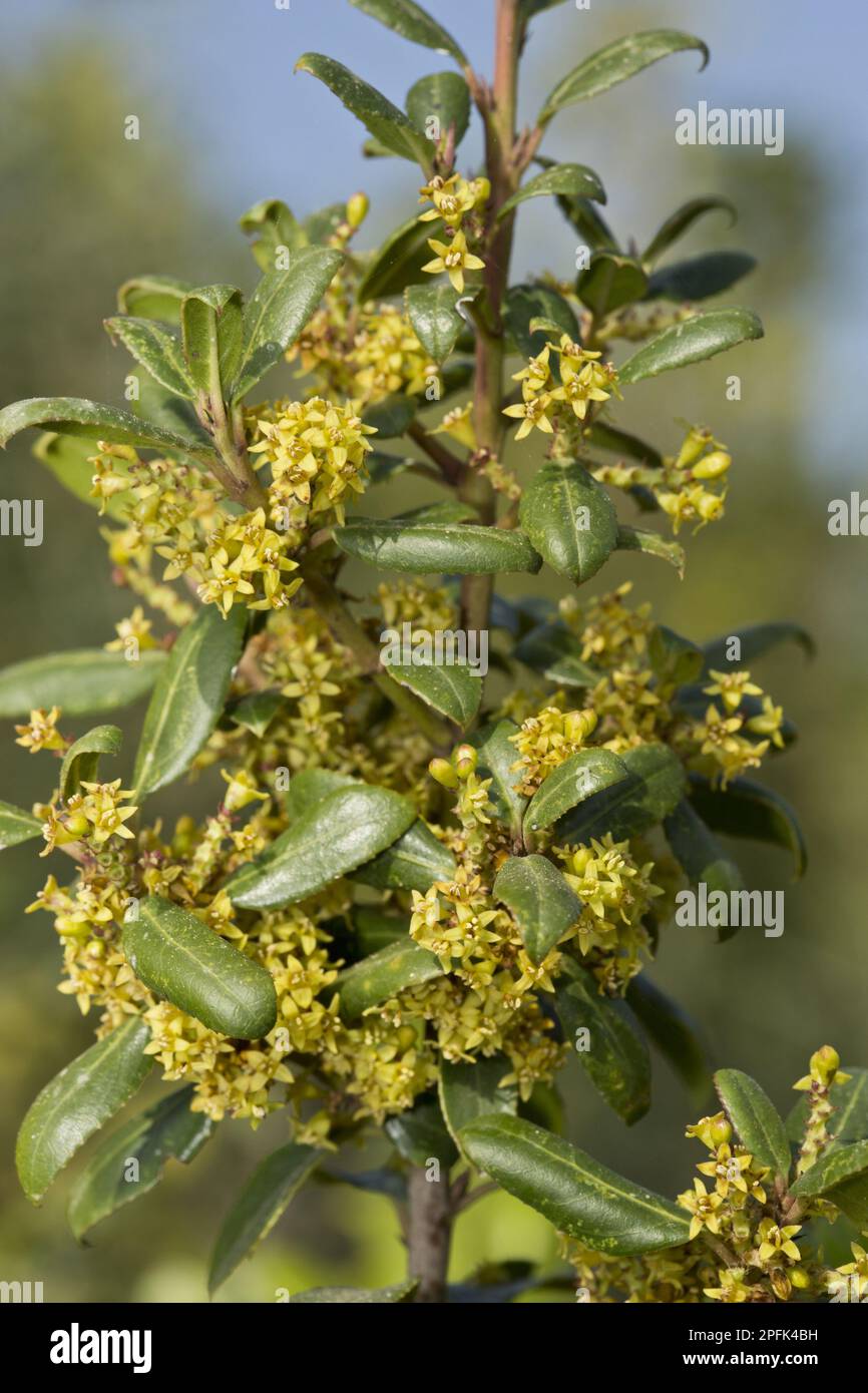 Holly Buckthorn, italian buckthorn, Buckthorn family, Mediterranean Buckthorn (Rhamnus alaternus) close-up of leaves and Cyprus Stock Photo