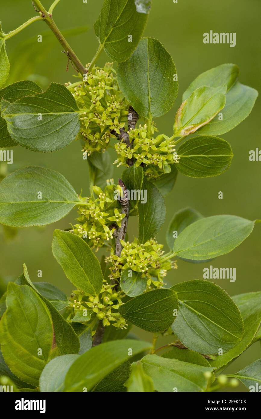 Purging buckthorn (Rhamnus catharticus) Close-up of flowers and leaves, Dorset, England, United Kingdom Stock Photo
