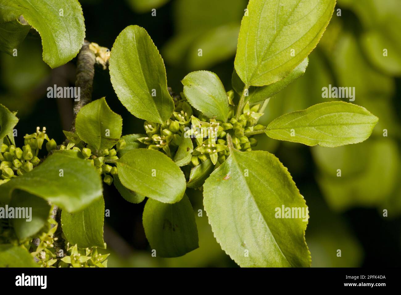 Common buckthorn (Rhamnus cathartica) Close-up of flowers and leaves growing on chalk downland, Dorset, England, United Kingdom Stock Photo