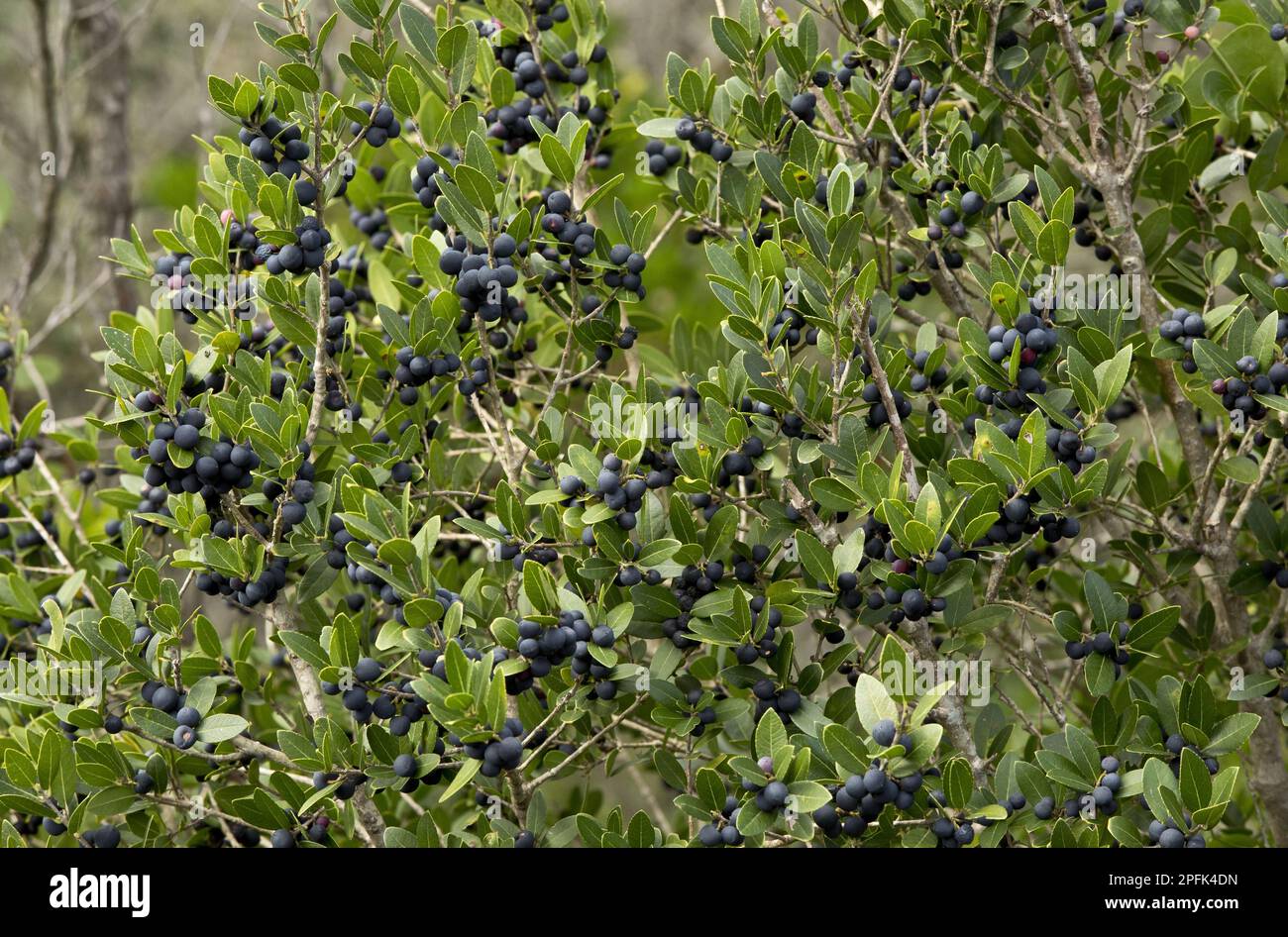 Holly Buckthorn, italian buckthorn, Buckthorn family, Mediterranean Buckthorn (Rhamnus alaternus) in fruit, Southwest France Stock Photo