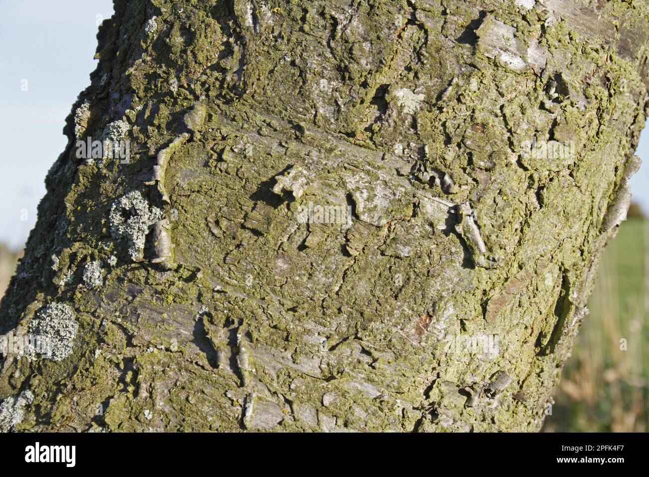 Wild cherry (Prunus avium) close-up of bark, Wickham Skeith, Suffolk, England, United Kingdom Stock Photo