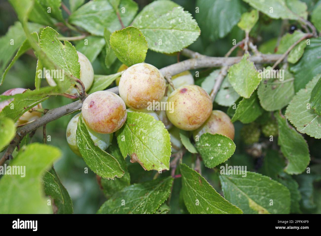 Greengage (Prunus domestica ssp. italica) close-up of ripening fruit growing in hedgerows, Bacton, Suffolk, England, United Kingdom Stock Photo