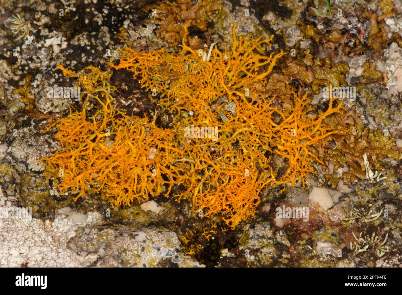 Golden hair lichen (Teloschistes flavicans) on coastal rocks, Sennon Cove, Cornwall, England, United Kingdom, Europe Stock Photo
