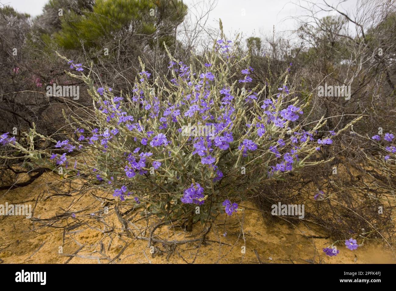 Spiked Dampiera (Dampiera spicigera) flowering, on sandy Kwongan heath, Kalbarri N. P. Western Australia, Australia Stock Photo