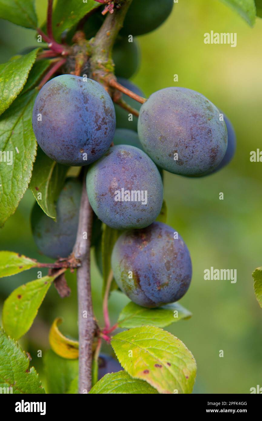 Damson (Prunus domestica var. insititia) 'Langley Bullace', close-up of ...