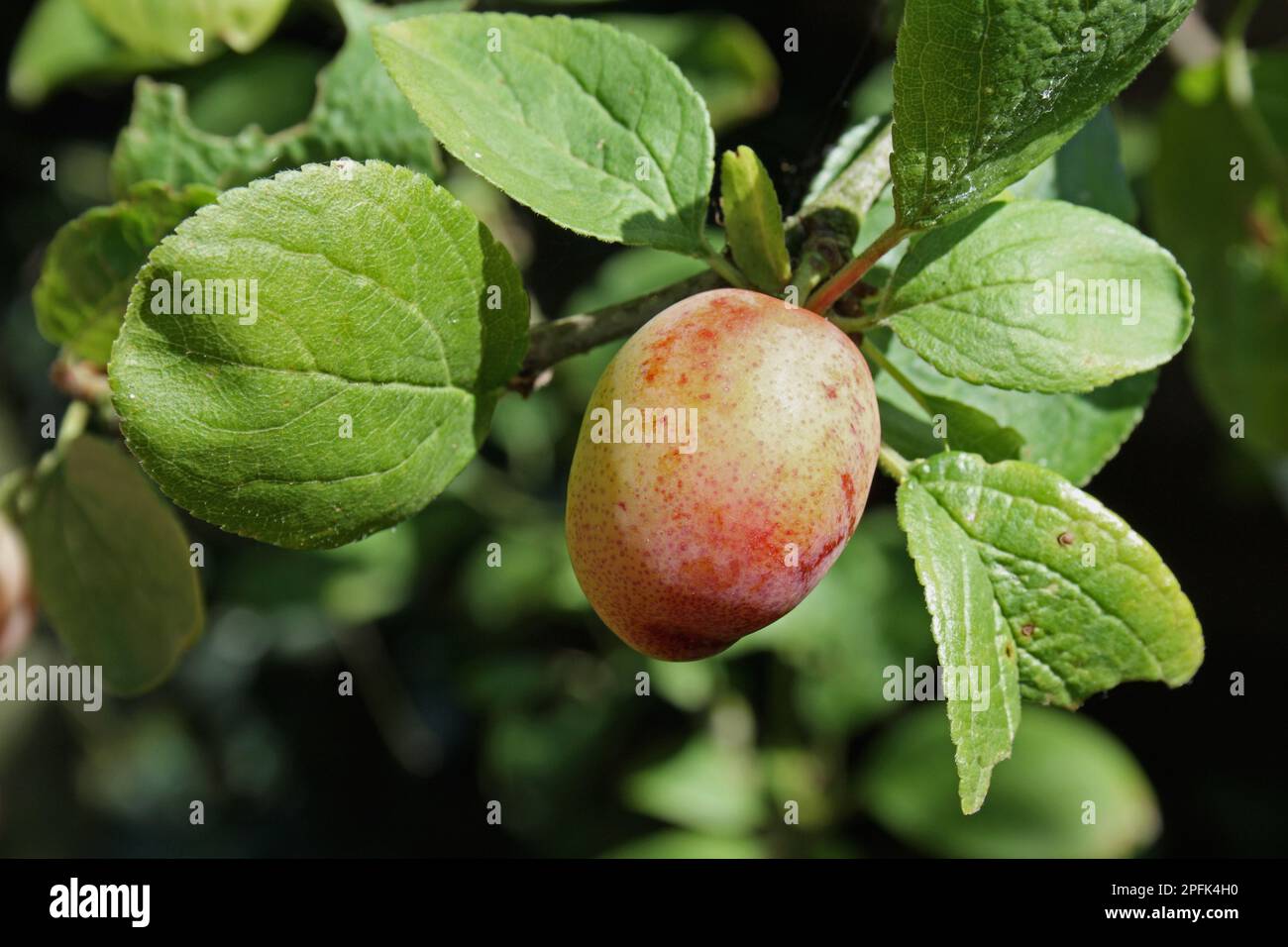 Plum (Prunus domestica) 'Early Laxton', close-up of ripe fruit growing in the garden, Mendlesham, Suffolk, England, United Kingdom Stock Photo