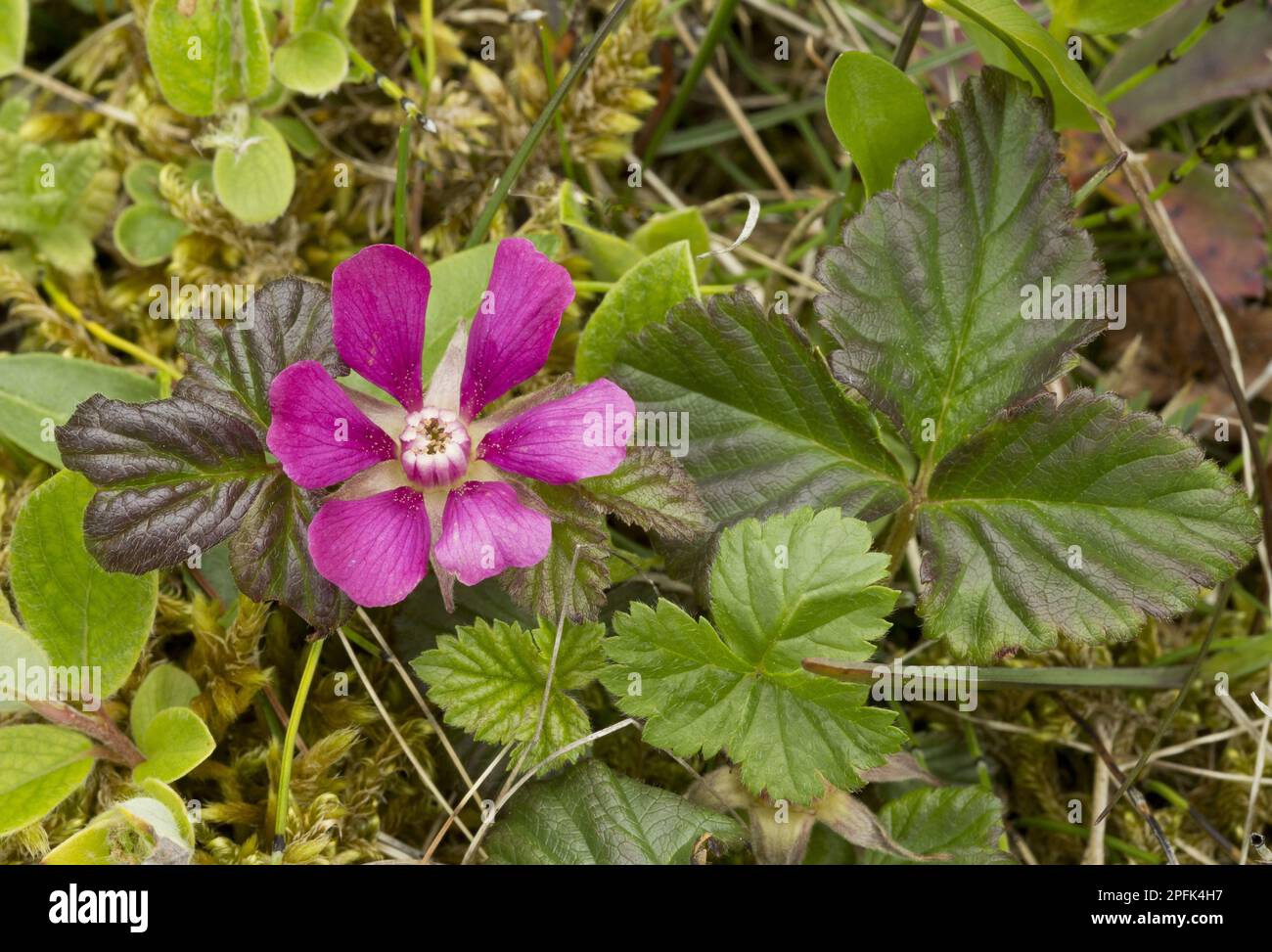 Flower of the Arctic Raspberry (Rubus arcticus acaulis), Newfoundland, Canada Stock Photo
