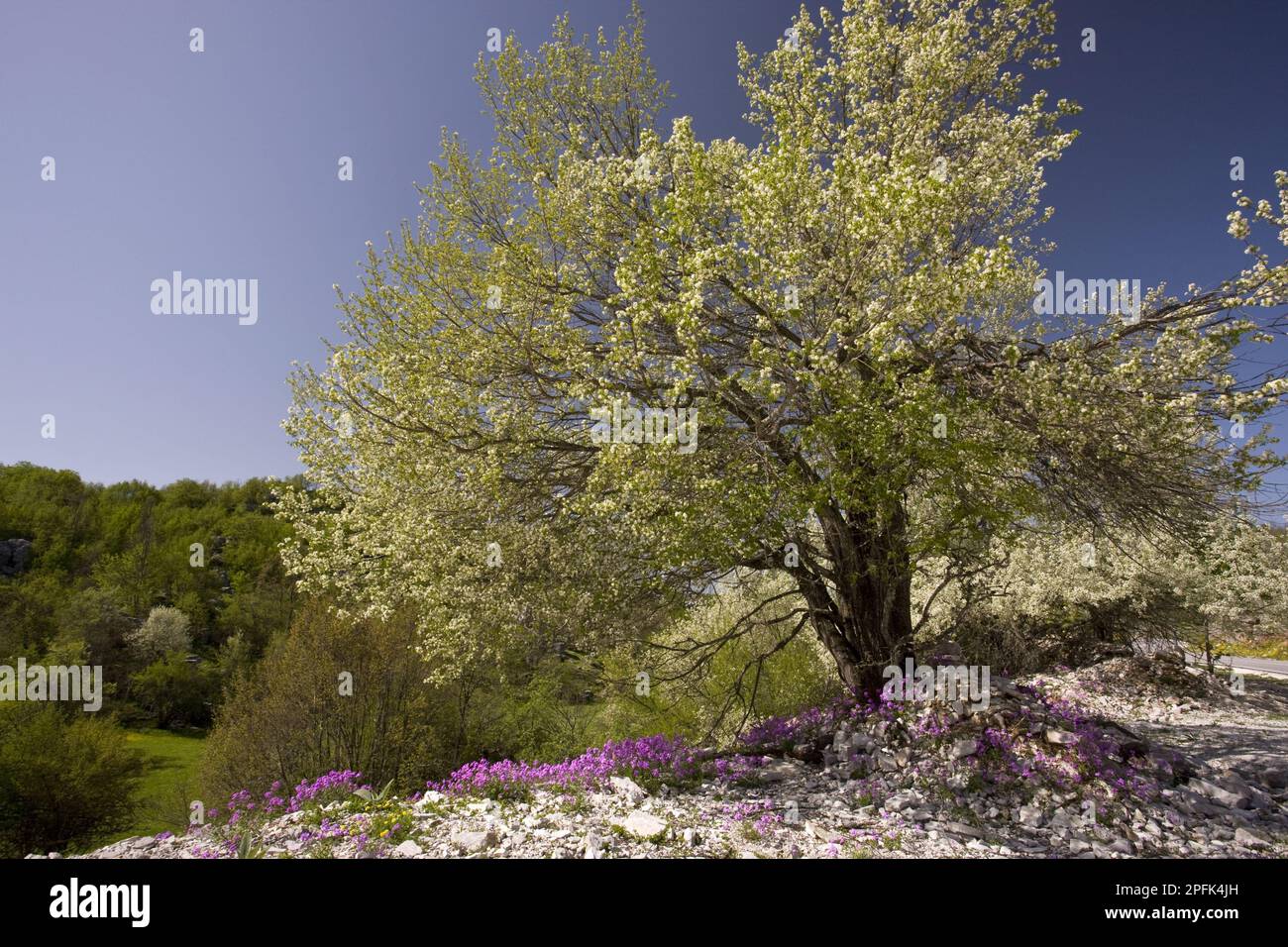 St. Lucie cherry (Prunus mahaleb), in flower, with Greek annual (Malcolmia angulifolia), Vikos gorge, Epirus, Greece, spring Stock Photo
