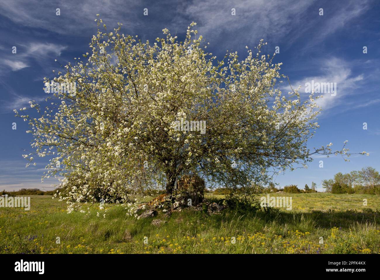 Rock cherry, Sour cherry (Prunus mahaleb), Rose family, Saint Lucie Cherry habit, flowering, Cevennes, France Stock Photo