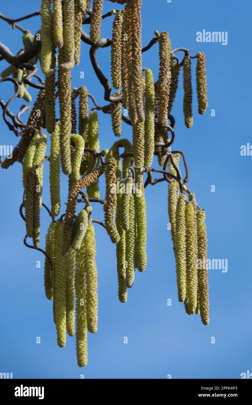 Corylus avellana Contorta, Contorted Filbert, Contorted Hazelnut yellow male catkins in late winter and early spring Hazel catkins Stock Photo